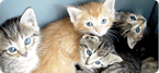 kittens